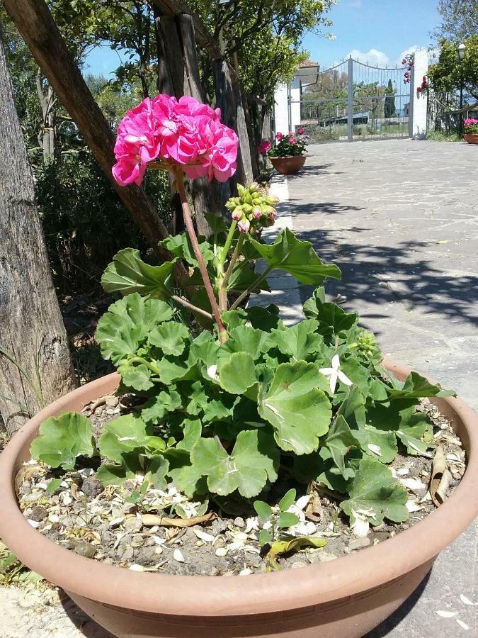 Altavilla Silentina Country House L'Ippocastano מראה חיצוני תמונה