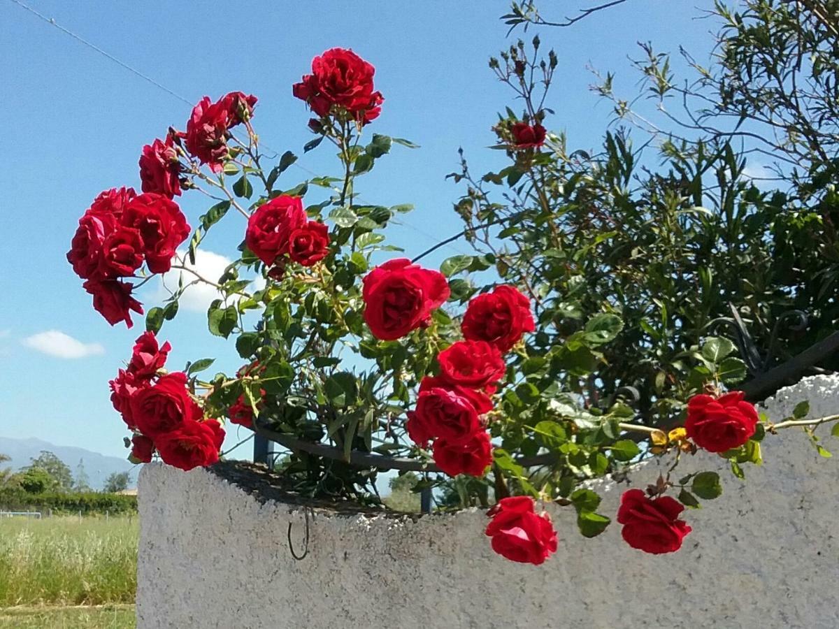 Altavilla Silentina Country House L'Ippocastano מראה חיצוני תמונה